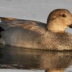 Gadwall